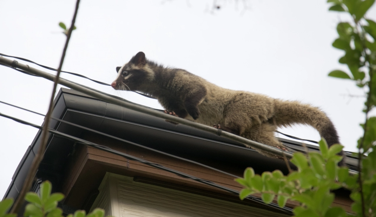 屋根に上ったハクビシン
