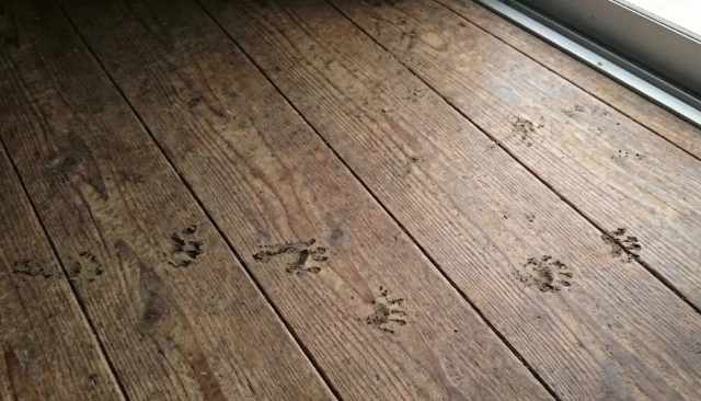 ハクビシンの足跡