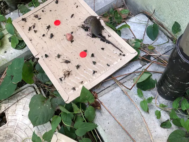 東茨城郡のネズミ駆除業者